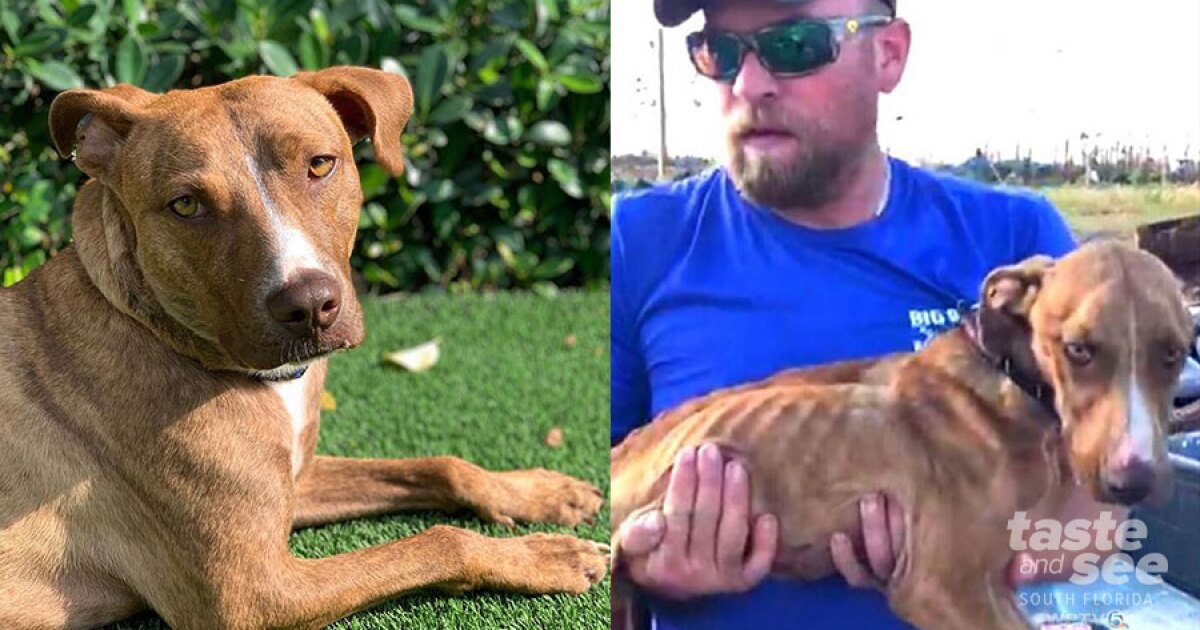 Miracle Dog makes full recovery The Union Journal